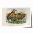 Vintage Animal Art: Bird Illustration Art Print