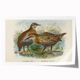 Vintage Animal Art: Bird Illustration Art Print