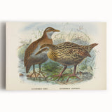 Vintage Animal Art: Bird Illustration Art Print