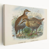 Vintage Animal Art: Bird Illustration Art Print