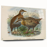 Vintage Animal Art: Bird Illustration Art Print