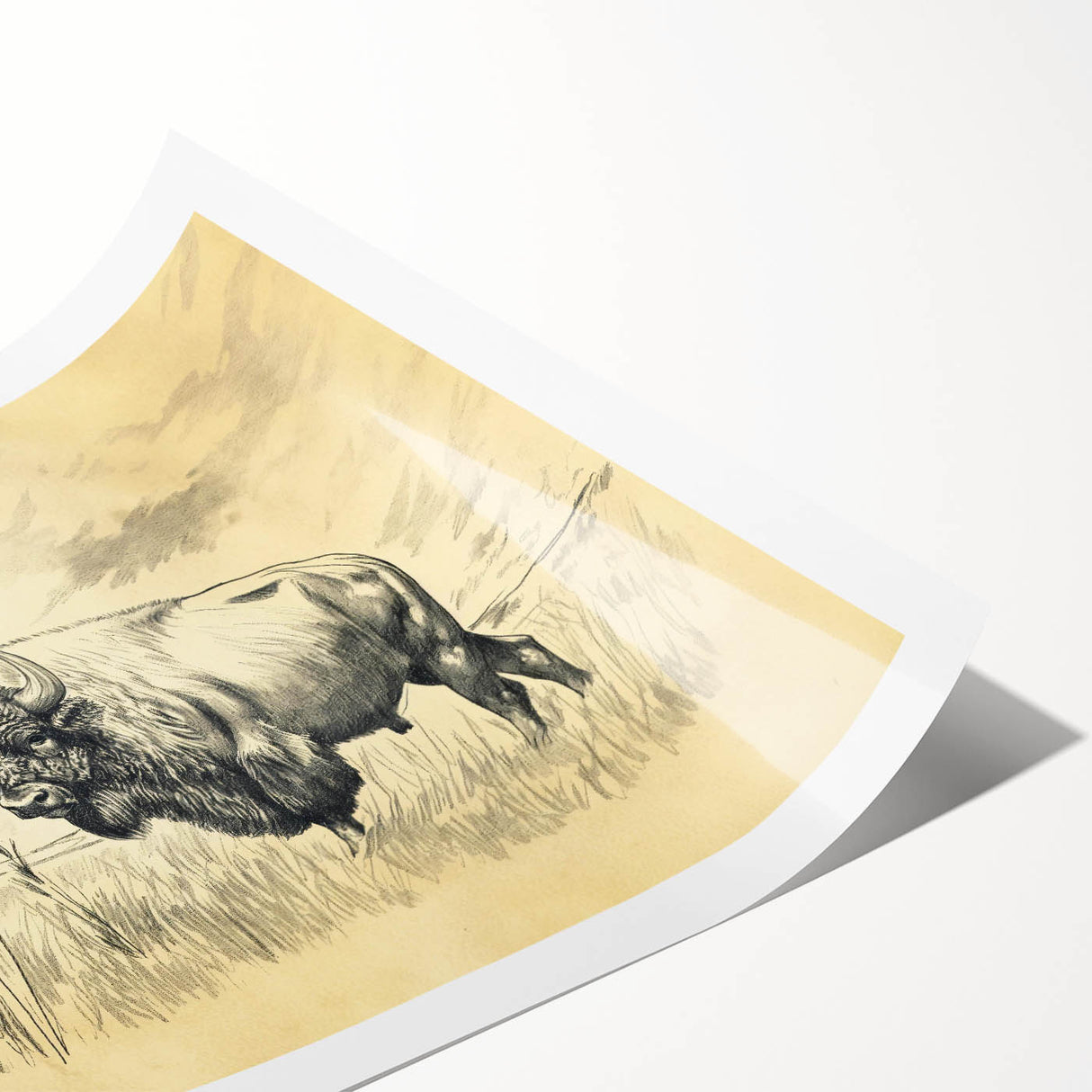 Buffalo in Nature Illustration Art Print – Rustic Animal Wall Decor