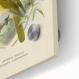 Vintage Animal Art: Bird Illustration Art Print