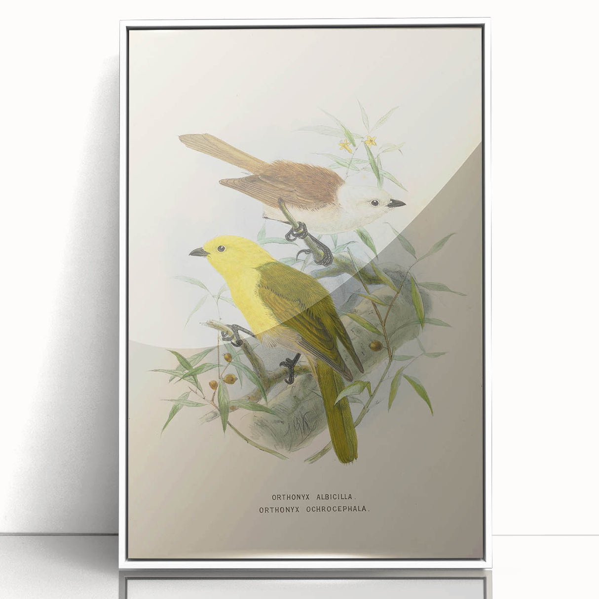 Vintage Animal Art: Bird Illustration Art Print