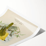 Vintage Animal Art: Bird Illustration Art Print
