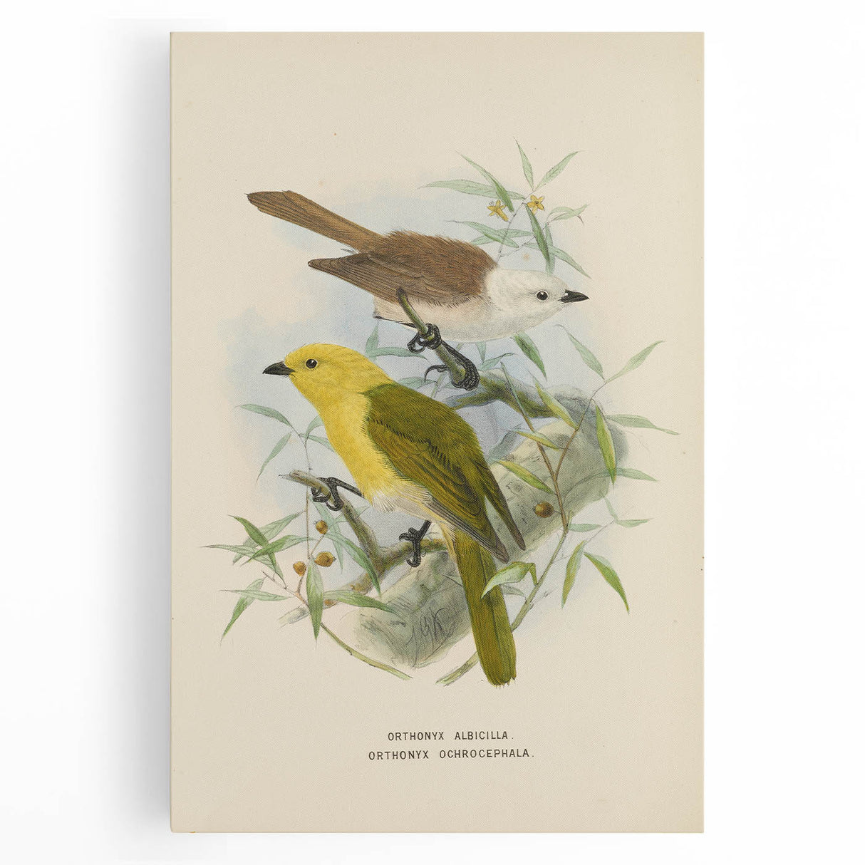 Vintage Animal Art: Bird Illustration Art Print