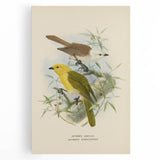 Vintage Animal Art: Bird Illustration Art Print