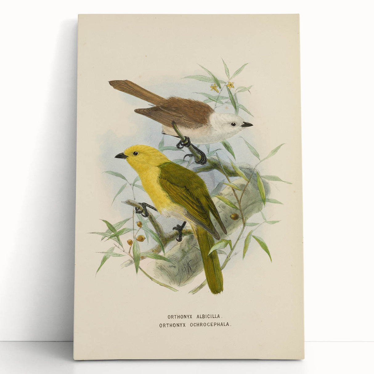 Vintage Animal Art: Bird Illustration Art Print