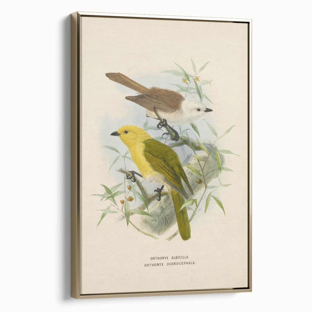 Vintage Animal Art: Bird Illustration Art Print