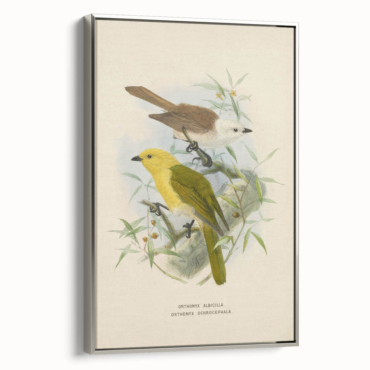 Vintage Animal Art: Bird Illustration Art Print