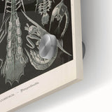 Vintage Animal Art: Intricate Marine Life Illustration Art Prints