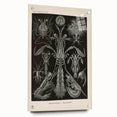 Vintage Animal Art: Intricate Marine Life Illustration Art Prints