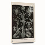 Vintage Animal Art: Intricate Marine Life Illustration Art Prints