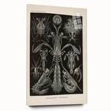 Vintage Animal Art: Intricate Marine Life Illustration Art Prints