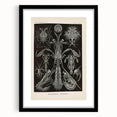 Vintage Animal Art: Intricate Marine Life Illustration Art Prints