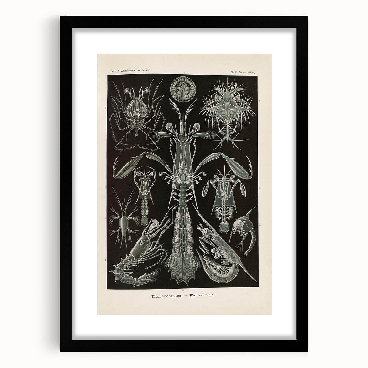 Vintage Animal Art: Intricate Marine Life Illustration Art Prints