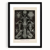 Vintage Animal Art: Intricate Marine Life Illustration Art Prints