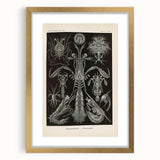 Vintage Animal Art: Intricate Marine Life Illustration Art Prints