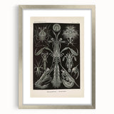 Vintage Animal Art: Intricate Marine Life Illustration Art Prints