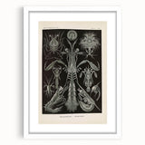 Vintage Animal Art: Intricate Marine Life Illustration Art Prints