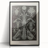 Vintage Animal Art: Intricate Marine Life Illustration Art Prints