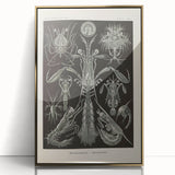 Vintage Animal Art: Intricate Marine Life Illustration Art Prints