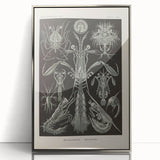 Vintage Animal Art: Intricate Marine Life Illustration Art Prints