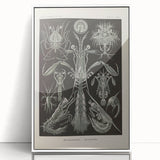 Vintage Animal Art: Intricate Marine Life Illustration Art Prints