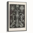 Vintage Animal Art: Intricate Marine Life Illustration Art Prints