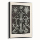 Vintage Animal Art: Intricate Marine Life Illustration Art Prints