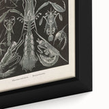 Vintage Animal Art: Intricate Marine Life Illustration Art Prints