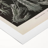 Vintage Animal Art: Intricate Marine Life Illustration Art Prints