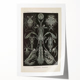 Vintage Animal Art: Intricate Marine Life Illustration Art Prints