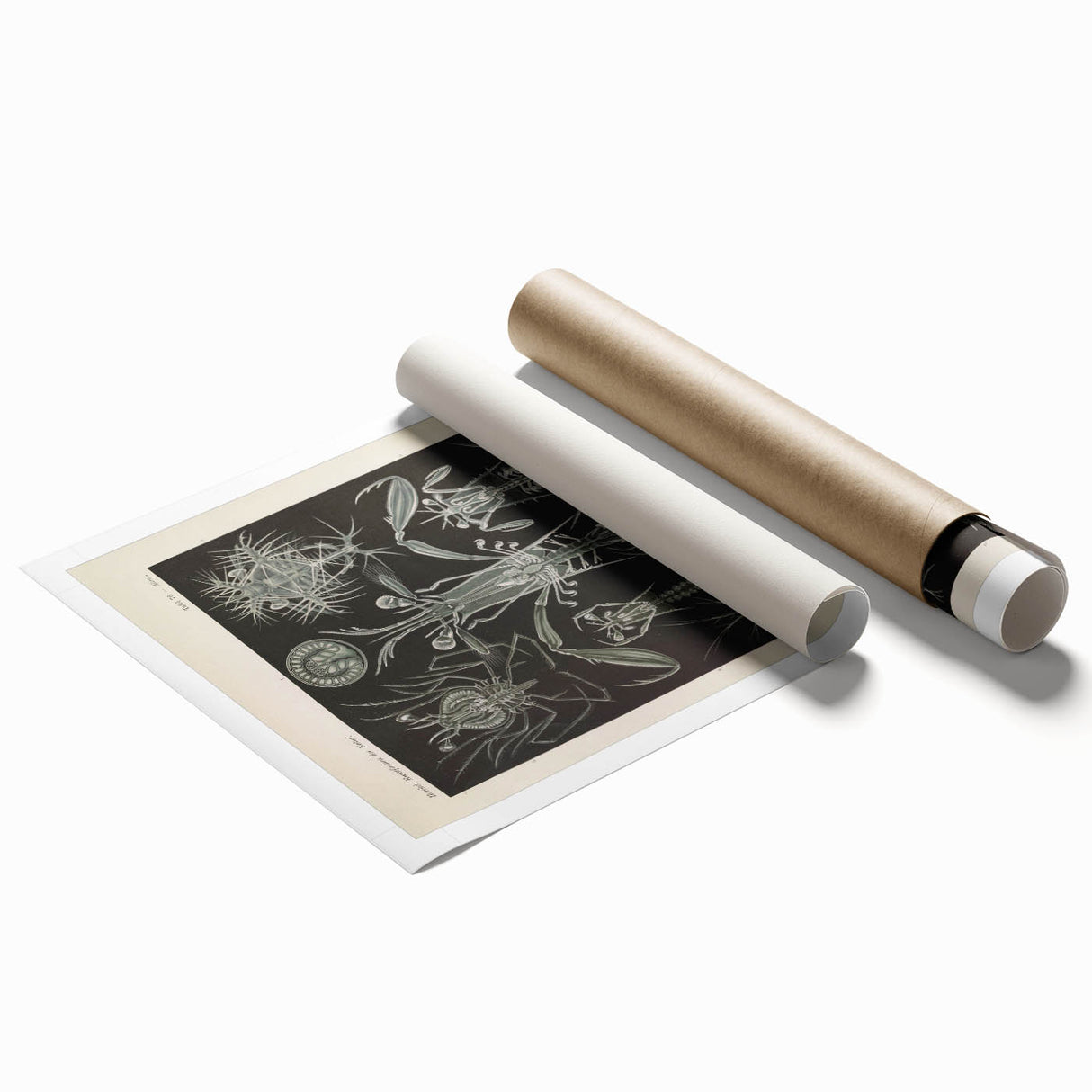 Vintage Animal Art: Intricate Marine Life Illustration Art Prints