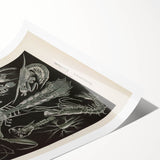 Vintage Animal Art: Intricate Marine Life Illustration Art Prints