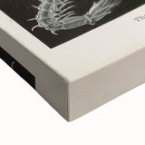 Vintage Animal Art: Intricate Marine Life Illustration Art Prints