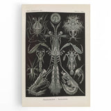 Vintage Animal Art: Intricate Marine Life Illustration Art Prints