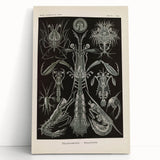 Vintage Animal Art: Intricate Marine Life Illustration Art Prints