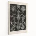 Vintage Animal Art: Intricate Marine Life Illustration Art Prints