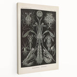 Vintage Animal Art: Intricate Marine Life Illustration Art Prints