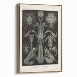 Vintage Animal Art: Intricate Marine Life Illustration Art Prints