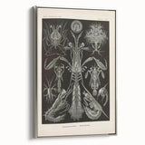 Vintage Animal Art: Intricate Marine Life Illustration Art Prints