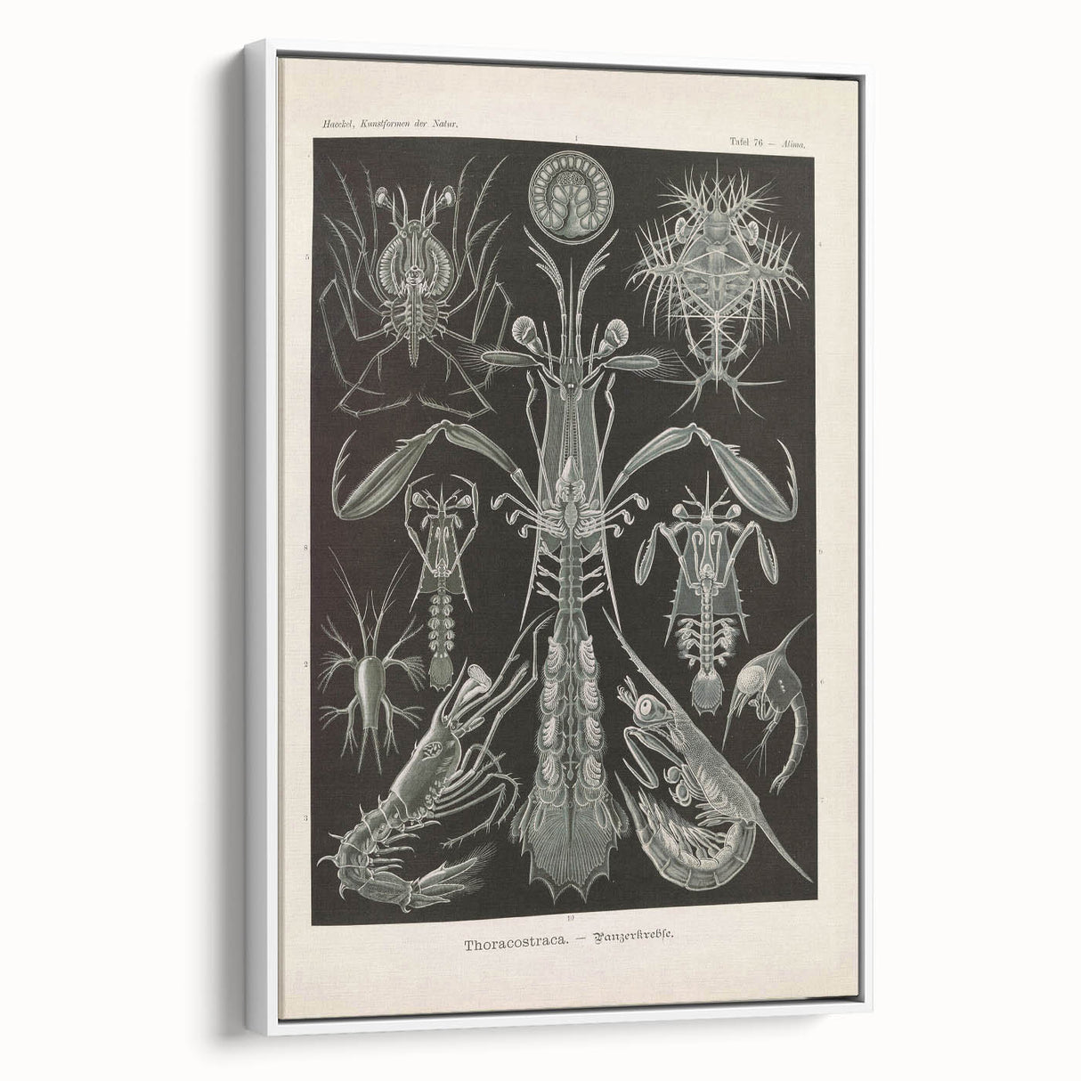 Vintage Animal Art: Intricate Marine Life Illustration Art Prints