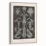 Vintage Animal Art: Intricate Marine Life Illustration Art Prints