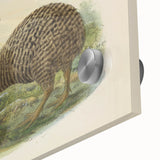 Vintage Animal Art: Kiwi Bird Illustration Art Print