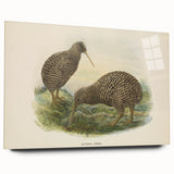Vintage Animal Art: Kiwi Bird Illustration Art Print