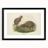 Vintage Animal Art: Kiwi Bird Illustration Art Print