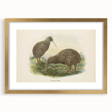 Vintage Animal Art: Kiwi Bird Illustration Art Print