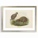 Vintage Animal Art: Kiwi Bird Illustration Art Print
