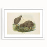 Vintage Animal Art: Kiwi Bird Illustration Art Print